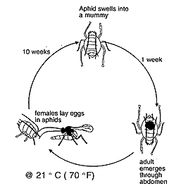 aphidus life cycle