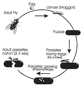 fly circle diagram