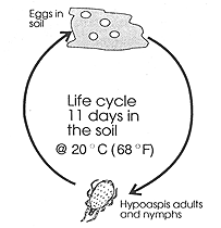 hypoaspis