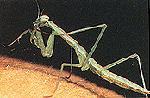 Praying Mantid