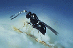 Trichogramma Wasp